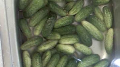 огурцы малосольные с эстрагоном