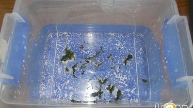 огурцы малосольные