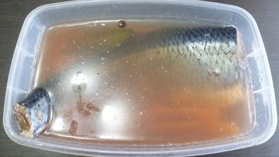 сельдь домашнего посола