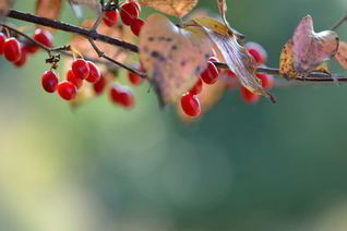 Кизиловое варенье