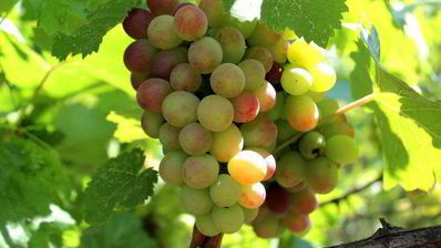 сливовый конфитюр с ромовым изюмом