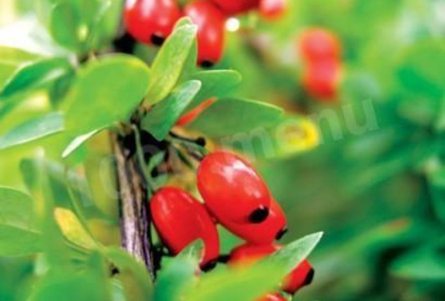 Варенье из барбариса