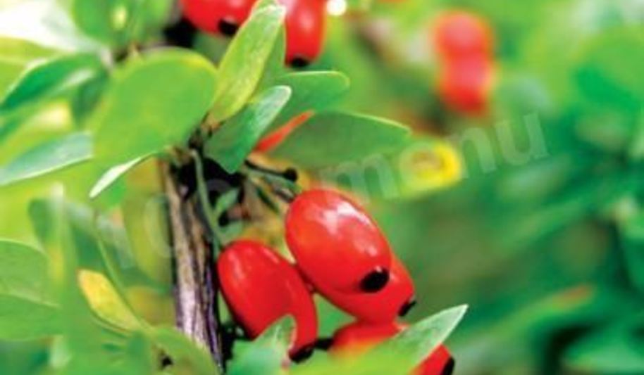 Рецепт варенья из барбариса