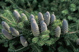 Варенье из ели