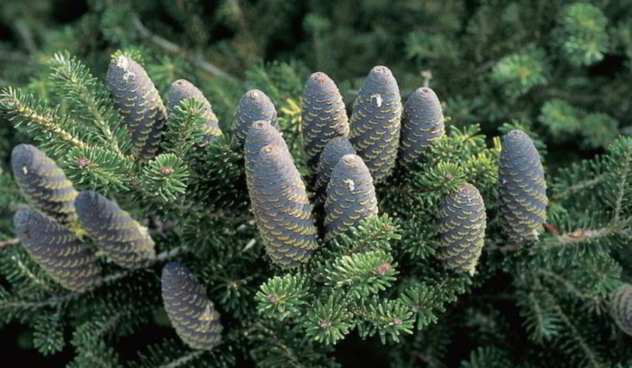 Рецепт варенья из ели