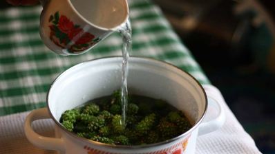 варенье из сосновых шишек