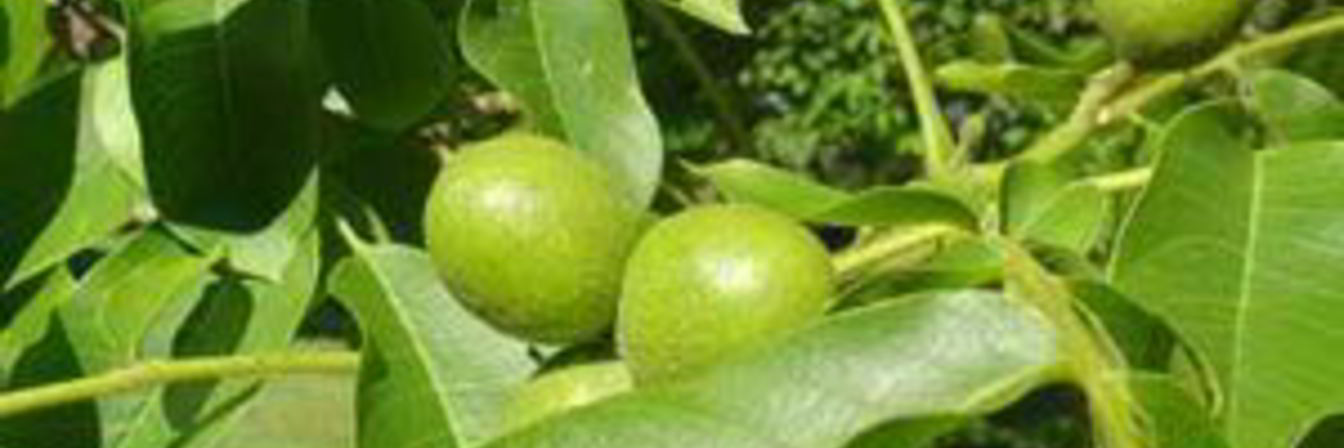 Варенье из зеленых грецких орехов