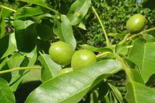 Варенье из зеленых грецких орехов