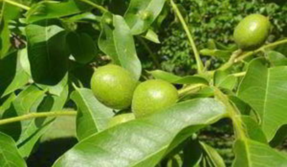 Рецепт варенья из зеленых грецких орехов