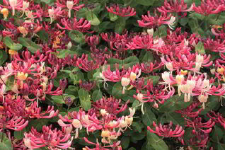 Варенье из жимолости