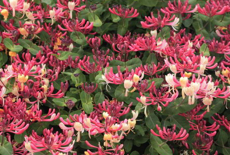 Варенье из жимолости