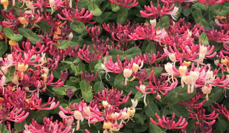 Рецепт варенья из жимолости