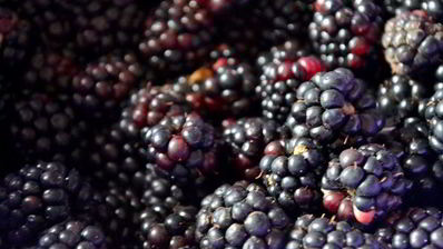 варенье яблочно-ежевичное с лимонными корочками