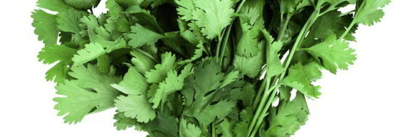 Заготовка кинзы на зиму