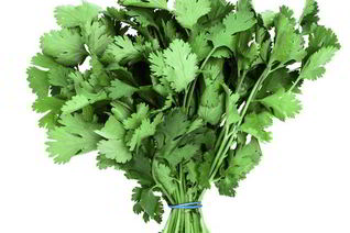 Заготовка кинзы на зиму