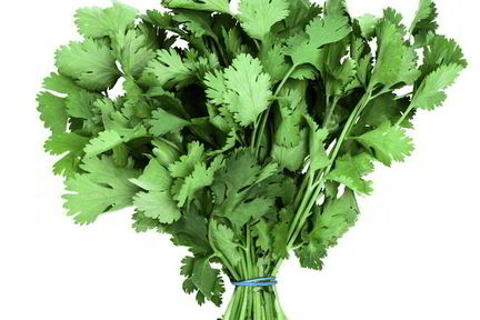 Заготовка кинзы на зиму