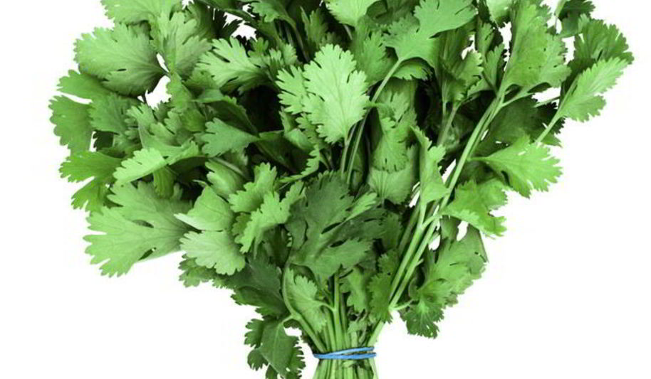 Рецепт заготовки кинзы на зиму