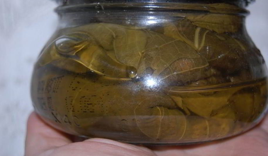 Рецепт заготовки виноградных листьев