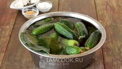засолка хрустящих огурцов на зиму