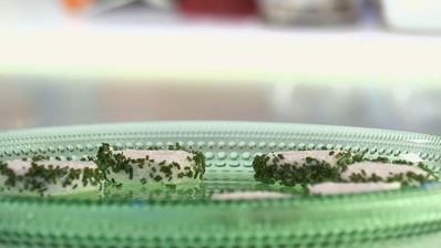 канапе с форелью