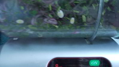 пятнашки из маринованного мяса с зеленым горошком