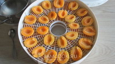 сушка абрикосов в электросушилке