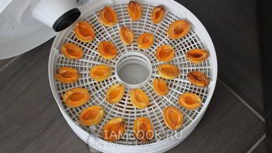 сушка абрикосов в электросушилке