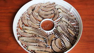 сушка грибов в сушилке