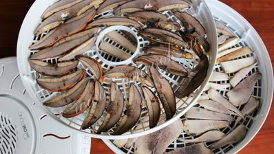 сушка грибов в сушилке