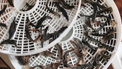 сушка грибов в сушилке