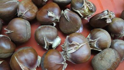 шоколадно-каштановый тарт