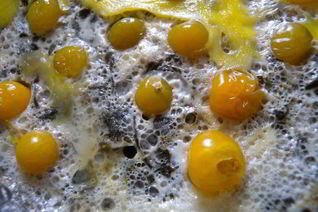 Яичница со шпинатом и физалисом